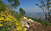 68 Fiori di ginestrino